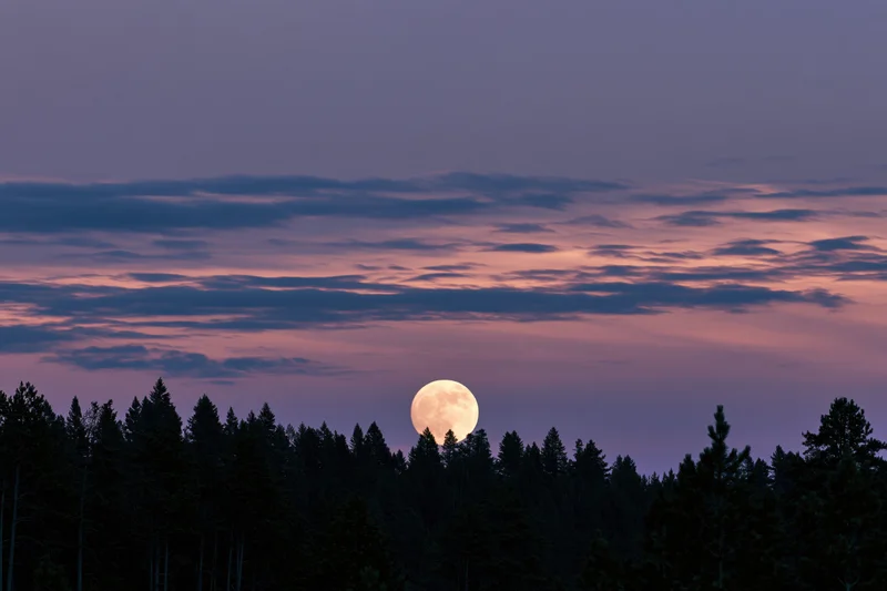 Full moon rising above dark coniferous forest silhouette at twilight