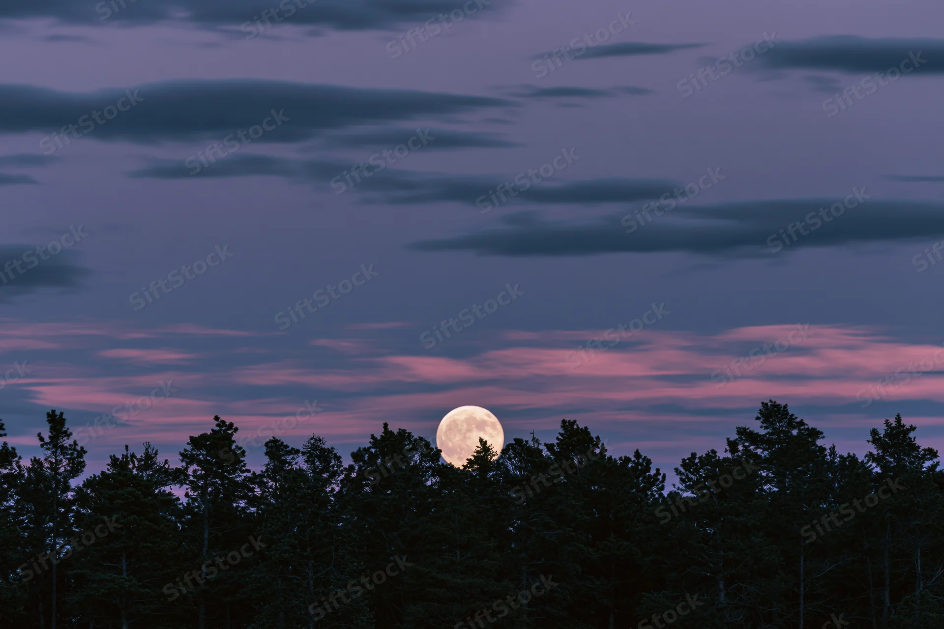 Full moon rising above dark treeline silhouette at twilight
