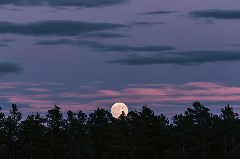 Full moon rising above dark treeline silhouette at twilight