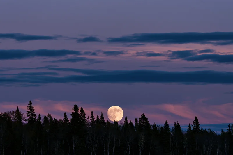 Full moon rising above dark forest treeline at twilight