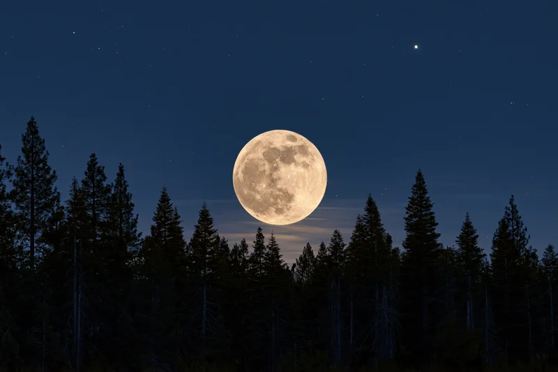 Full supermoon rising above dark forest silhouette at night