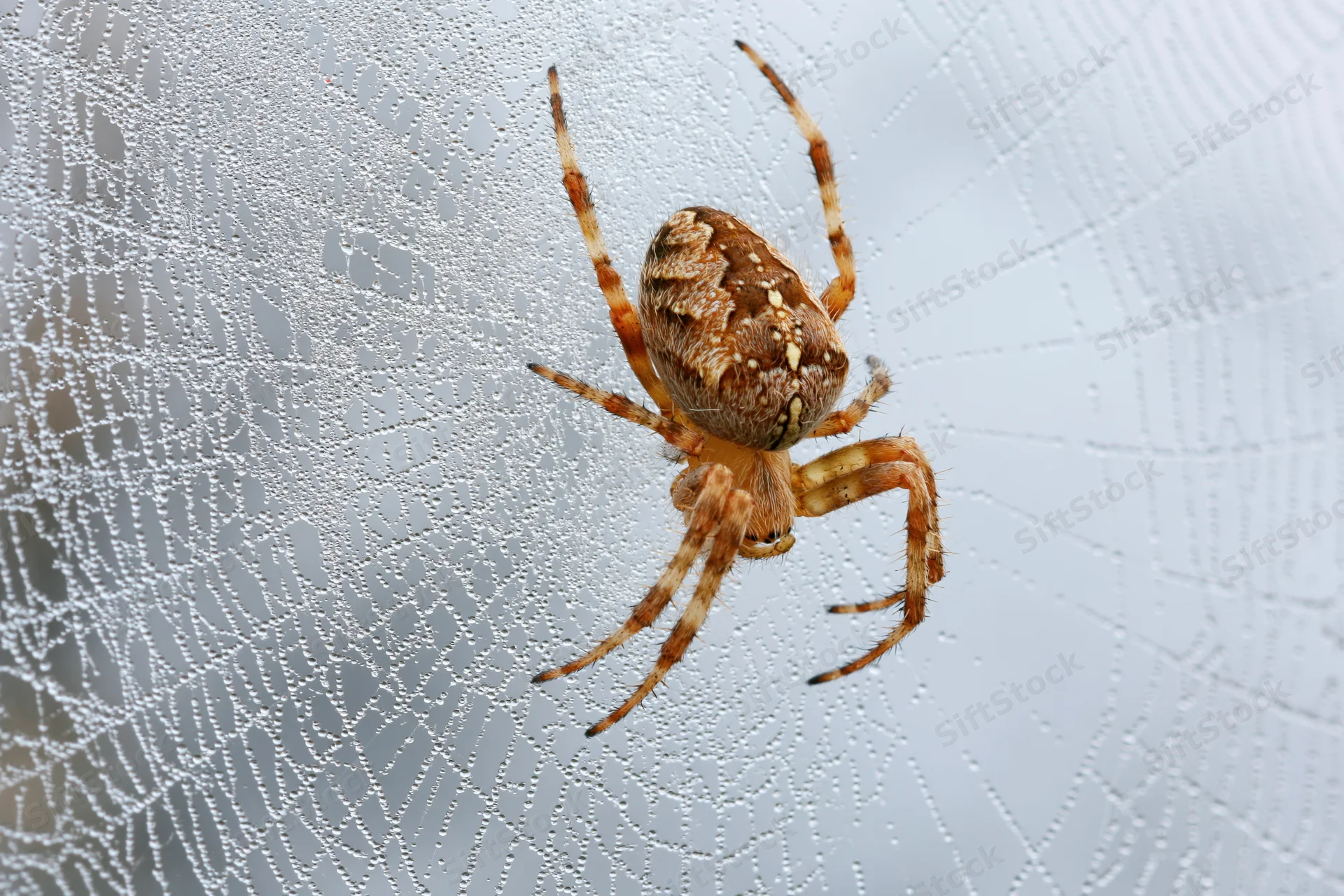 Garden orbweaver spider resting at center of dew-covered web