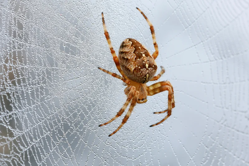 Garden orbweaver spider resting at center of dew-covered web