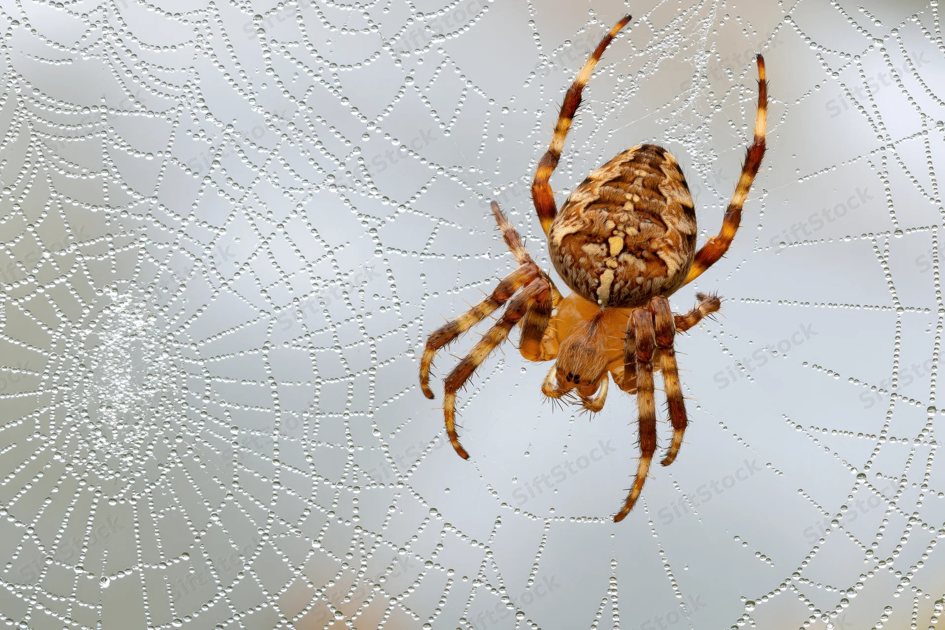 Garden orbweaver spider resting at center of dew-covered web