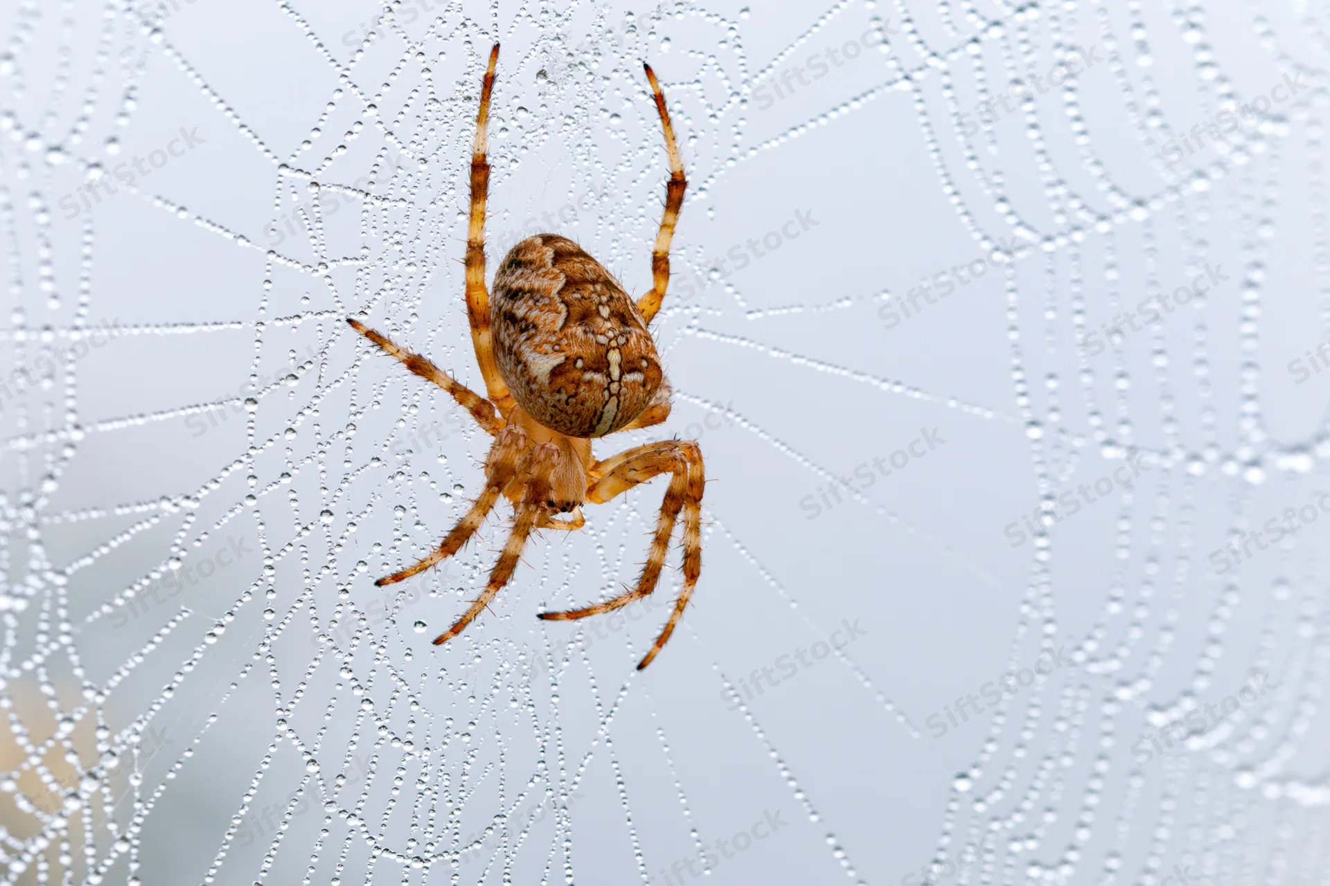 Garden orbweaver spider resting at center of dew-covered web in morning light