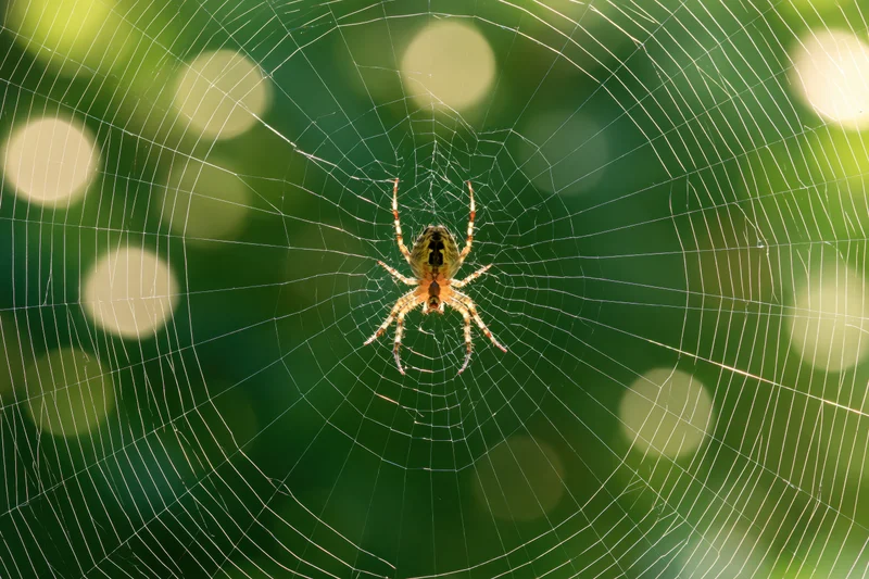 Garden orbweaver spider resting at center of circular web in green foliage background