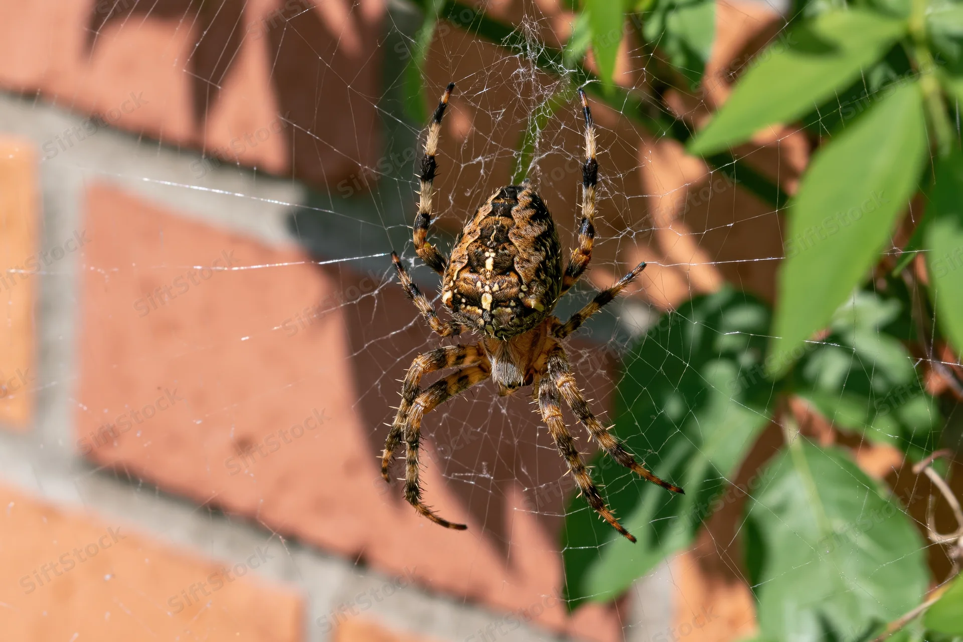 Garden spider resting at center of orb web against brick wall with green foliage
