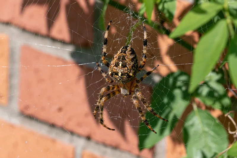 Garden spider resting at center of orb web against brick wall with green foliage