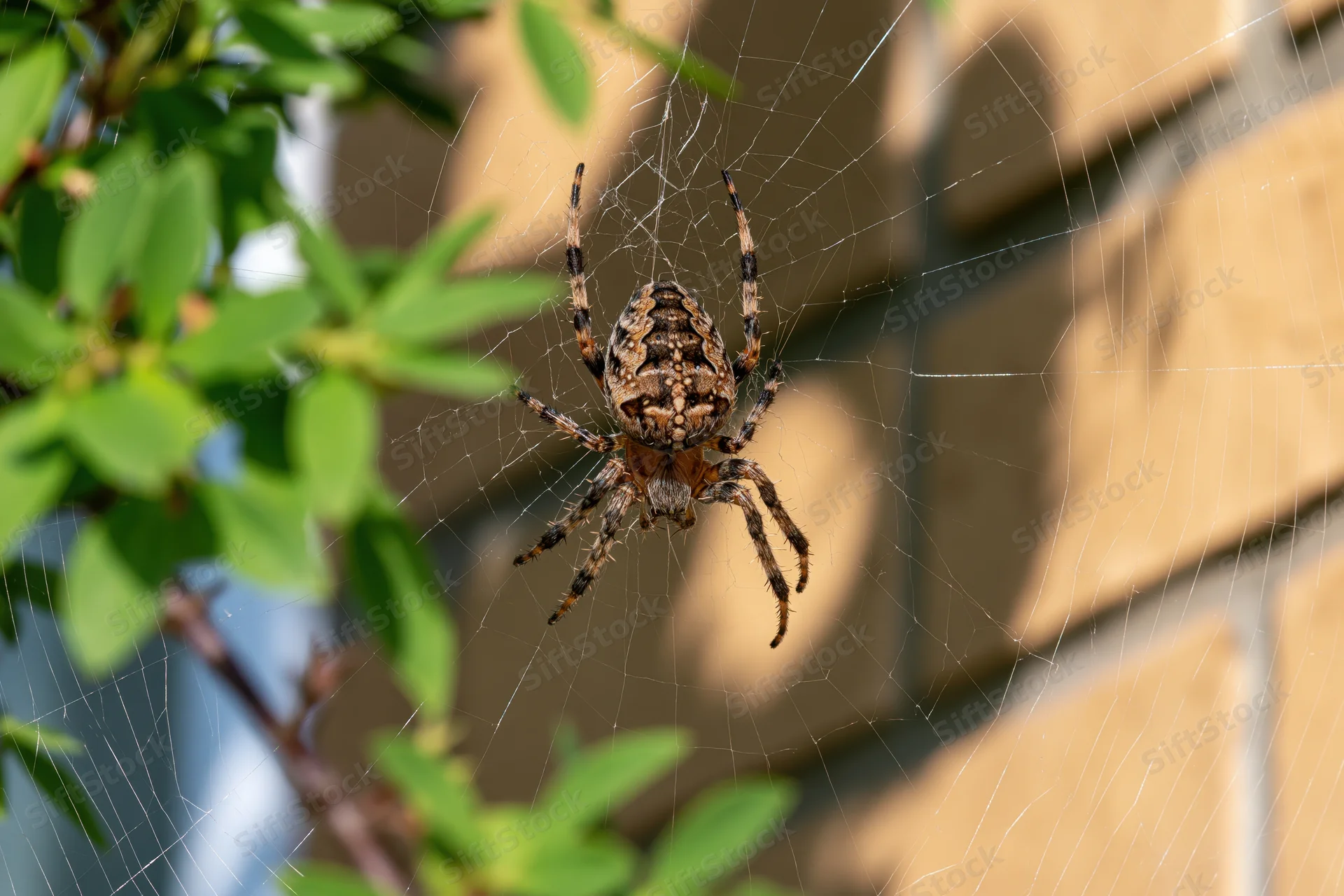 Garden spider at center of orb web among green leaves near brick wall