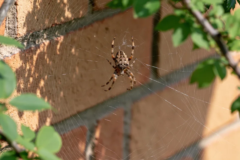 Garden spider resting at center of orb web against brick wall with green foliage