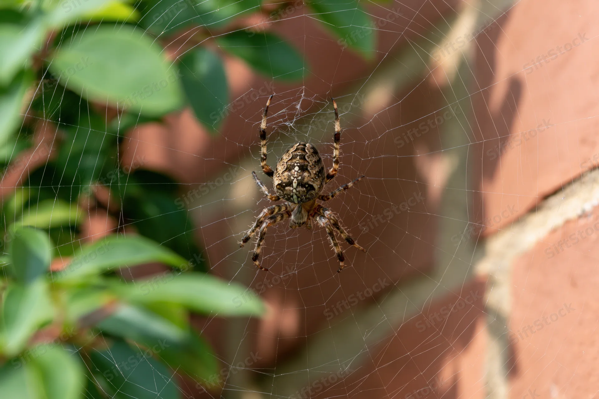 Garden spider resting at center of orb web between green leaves and brick wall