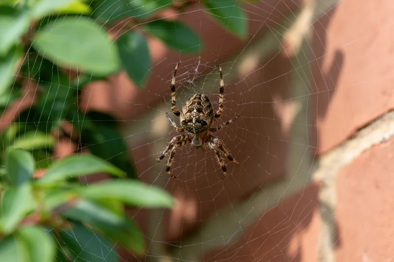 Garden spider resting at center of orb web between green leaves and brick wall
