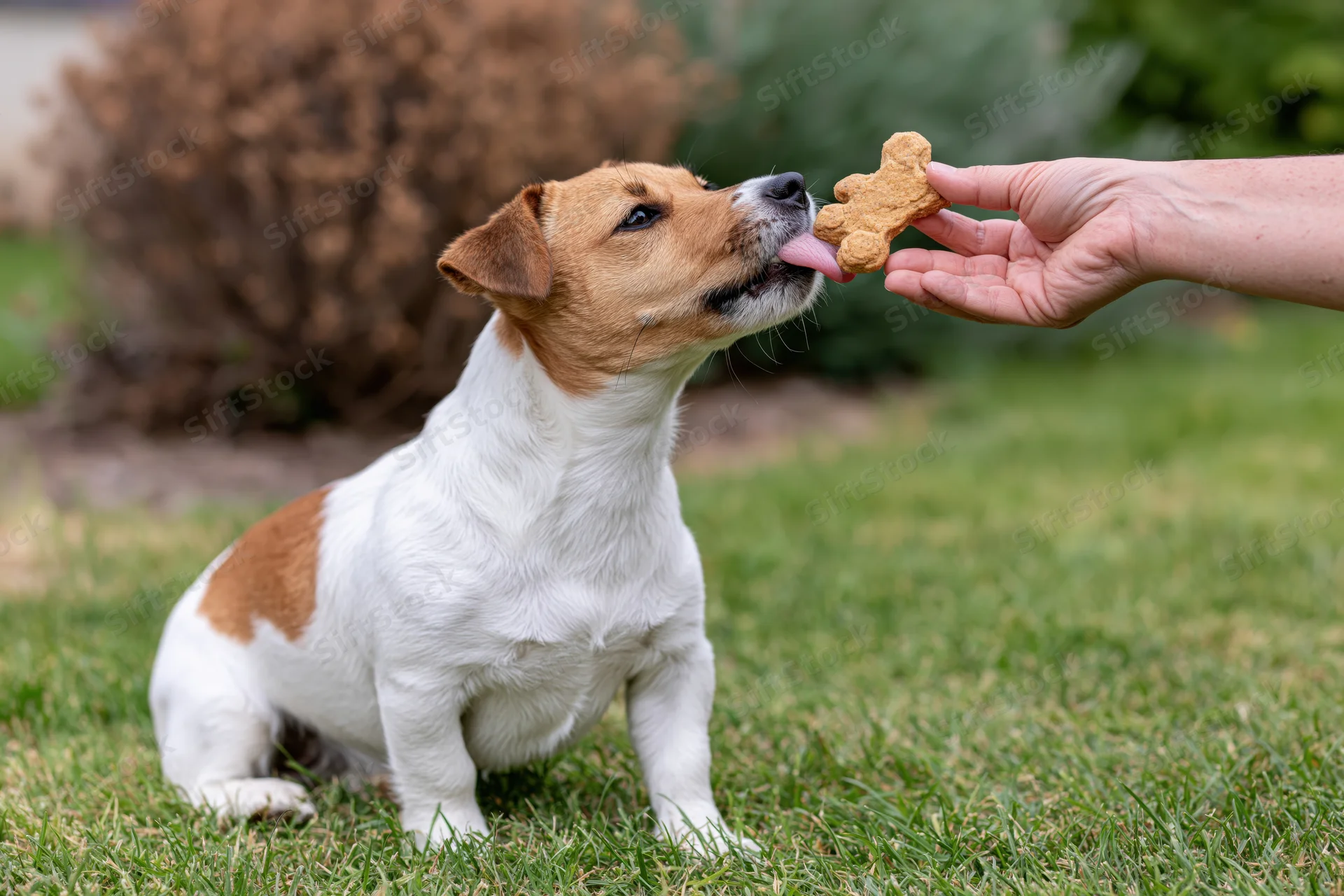 Jack russell terrier sitting on grass stretching neck to lick treat from hand