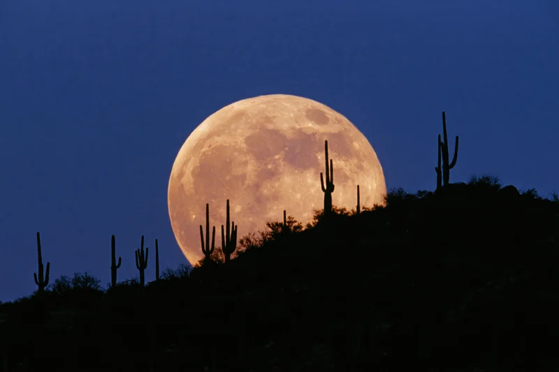 Full moon rising above desert ridge with saguaro cactus silhouettes against twilight sky
