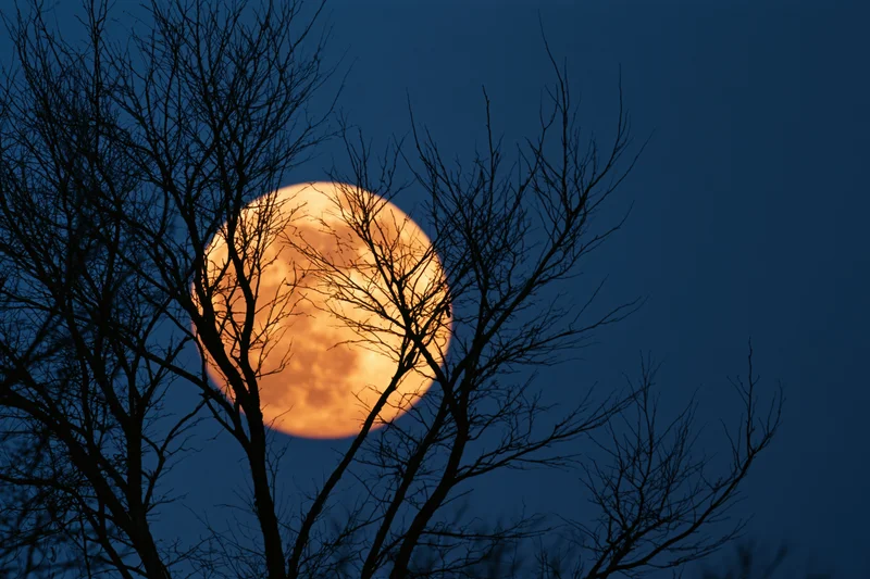 Full moon rising behind bare tree branches at twilight