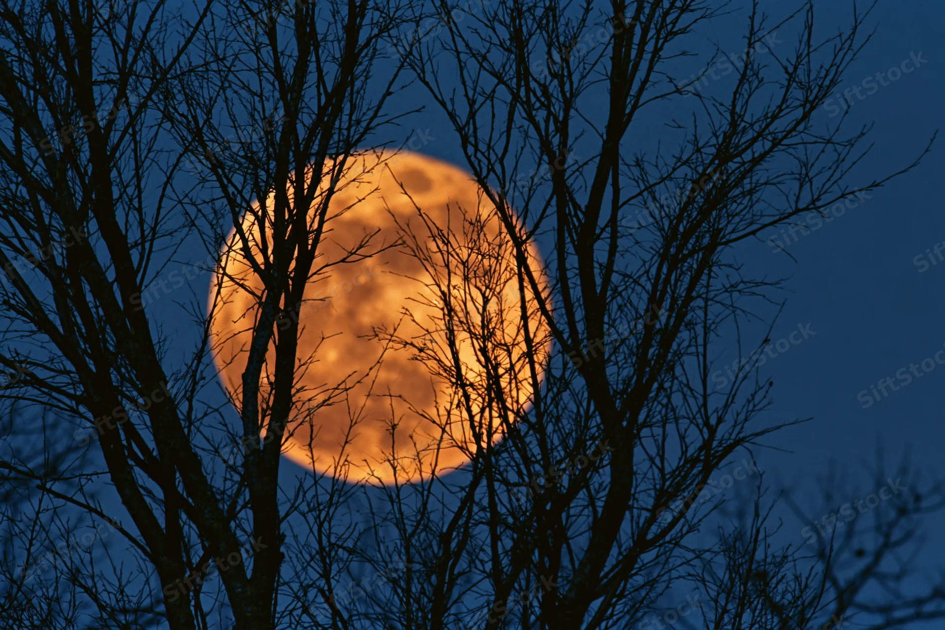 Full moon rising behind bare winter tree branches at twilight