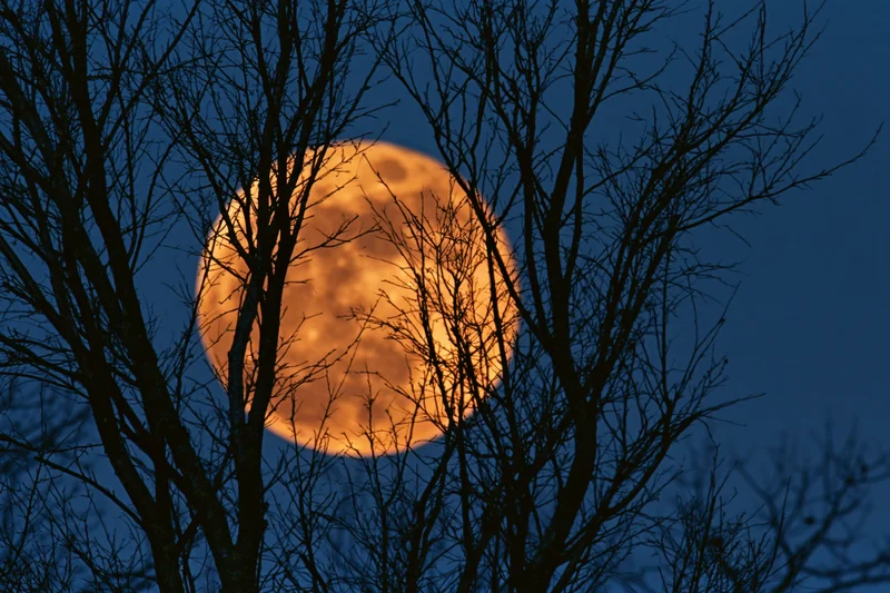 Full moon rising behind bare winter tree branches at twilight