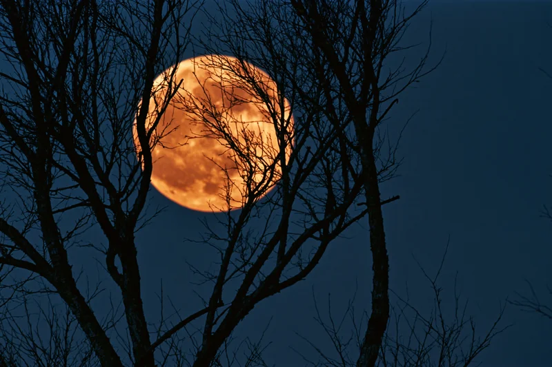Large amber-orange full moon rising behind bare winter tree branches against dark blue sky