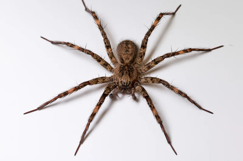 Brown house spider viewed from above on white background
