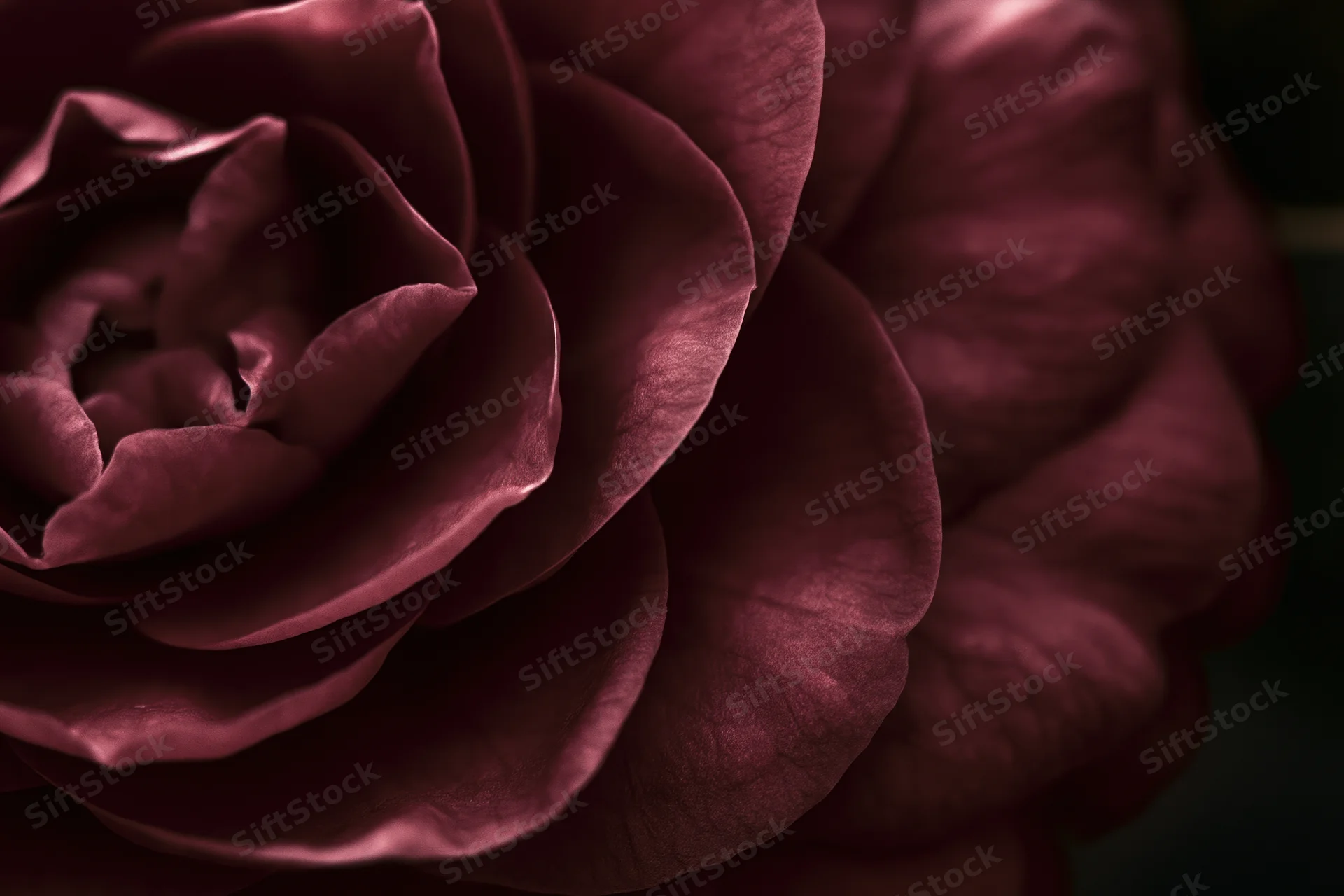Closeup of a dark burgundy camellia flower in full bloom with soft lighting and shallow depth of field