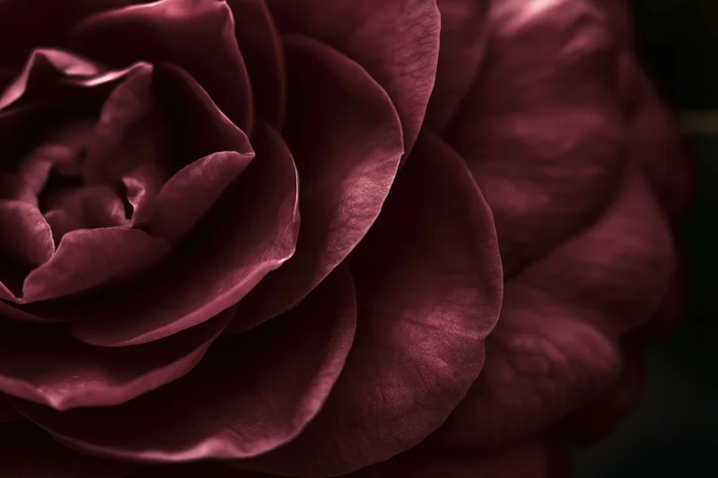 Closeup of a dark burgundy camellia flower in full bloom with soft lighting and shallow depth of field