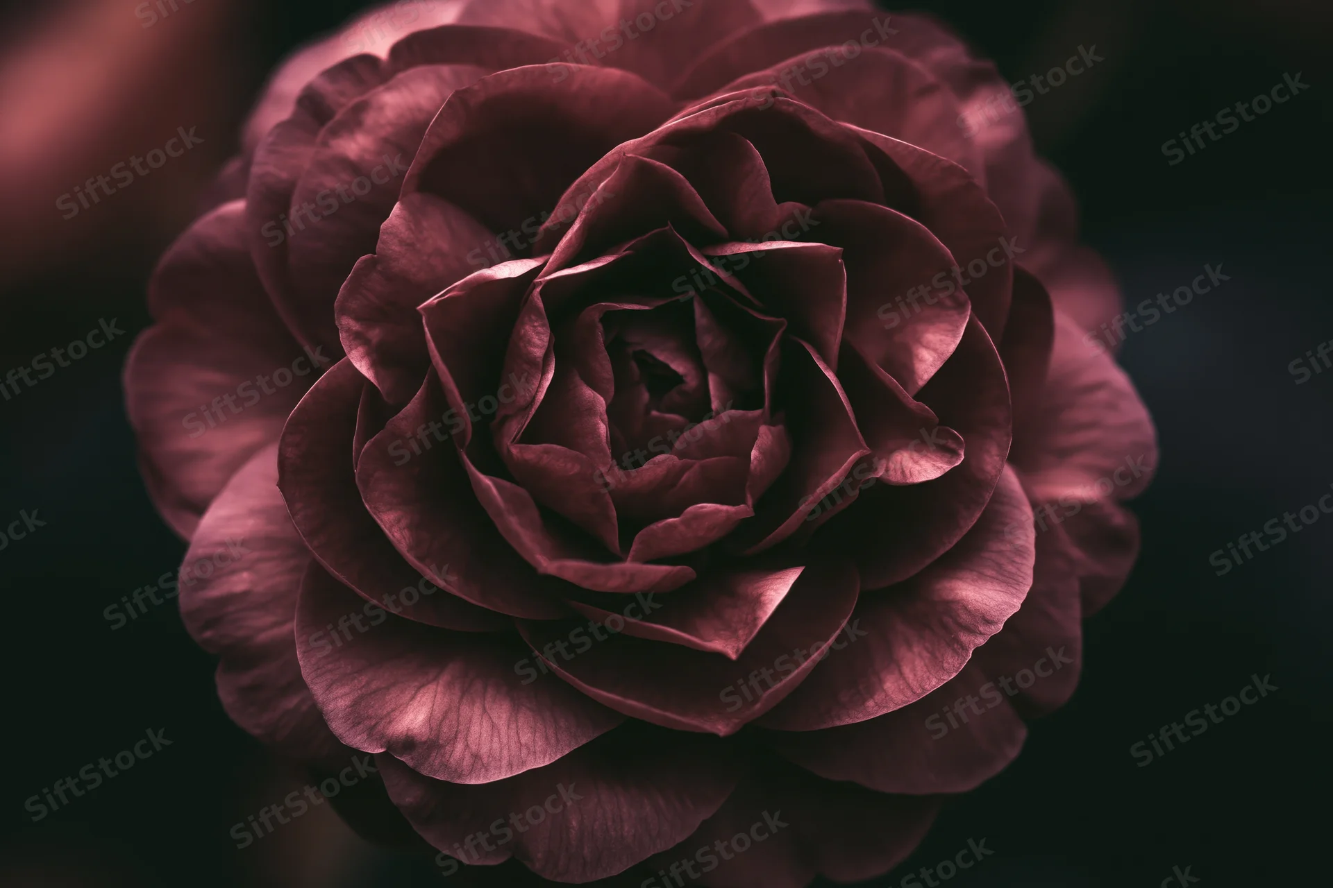 Closeup of a full-bloom camellia flower with dark maroon petals filling the frame