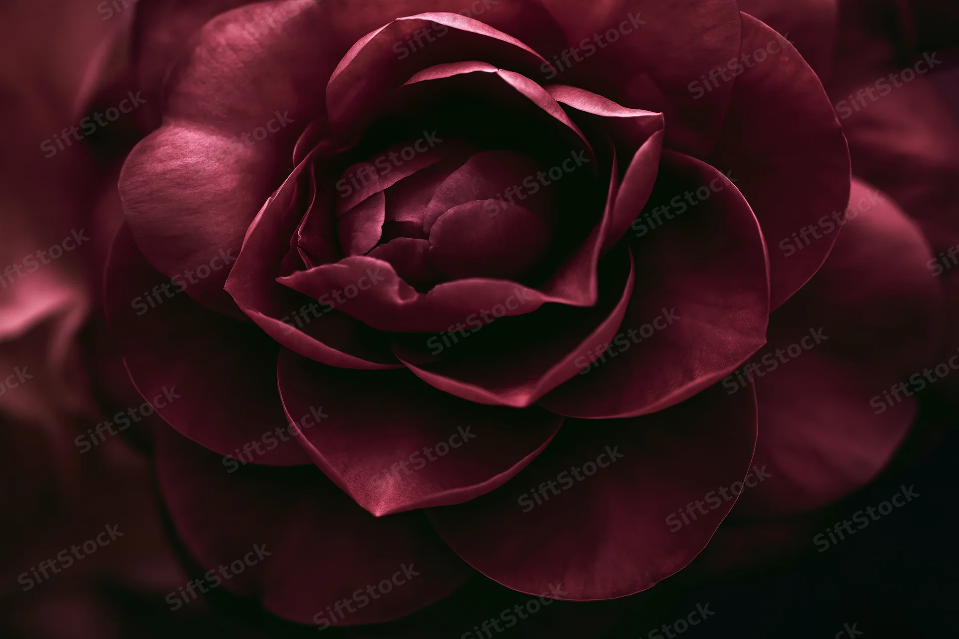 Closeup of a dark burgundy camellia flower in full bloom filling the frame