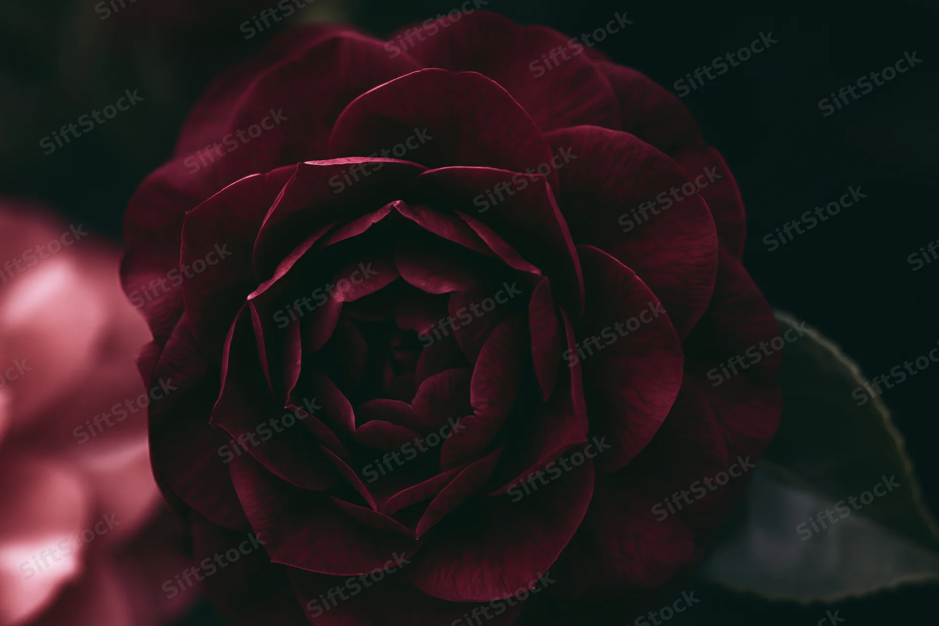 Closeup of a dark red camellia bloom with soft focus background