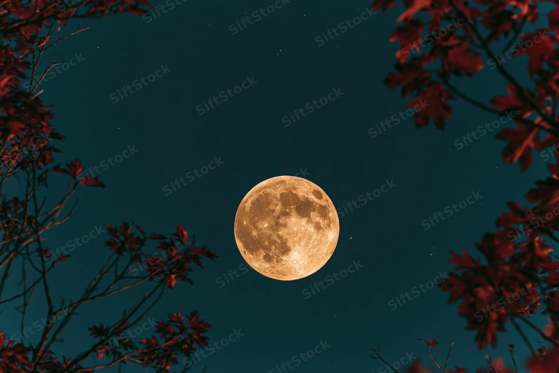 Full moon rising in a deep teal night sky framed by red autumn leaves