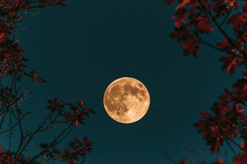 Full moon rising in a deep teal night sky framed by red autumn leaves