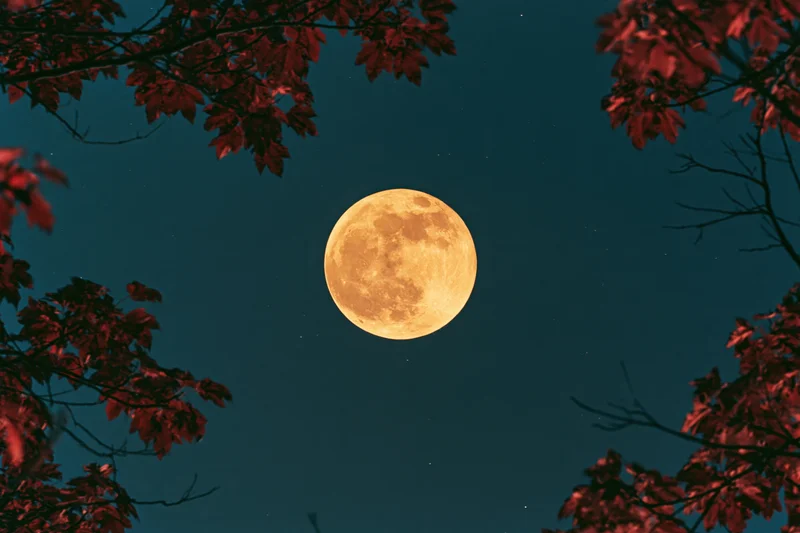 Full harvest moon glowing in deep teal night sky framed by red autumn leaves