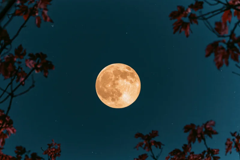 Full harvest moon rising in a deep teal night sky framed by autumn tree branches with red leaves