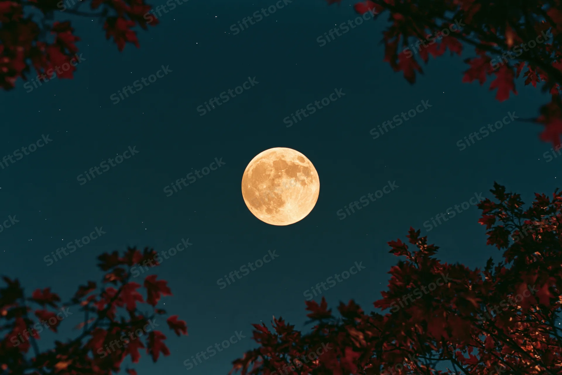 Full moon glowing in deep teal night sky framed by red autumn leaves