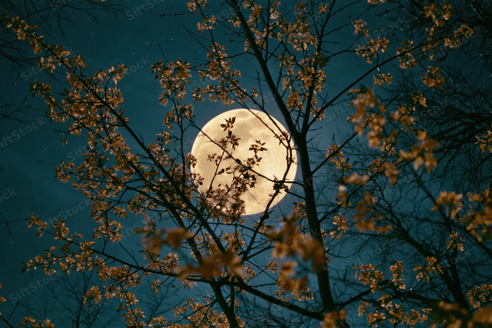 Full moon rising behind flowering tree branches at night