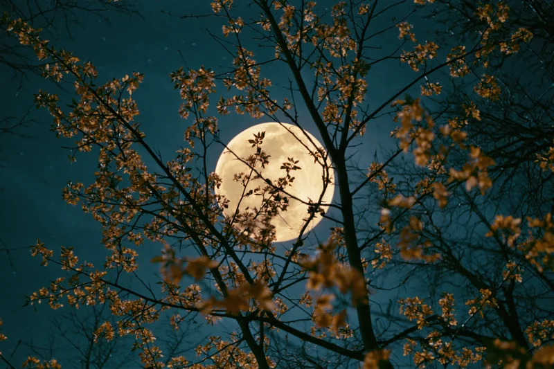 Full moon rising behind flowering tree branches at night