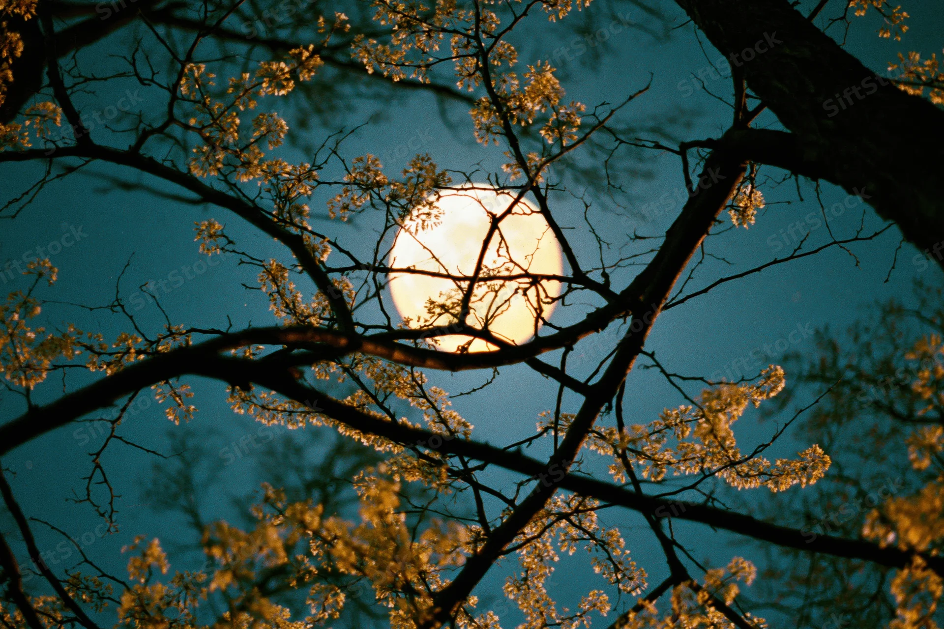 Full moon glowing behind flowering tree branches at twilight