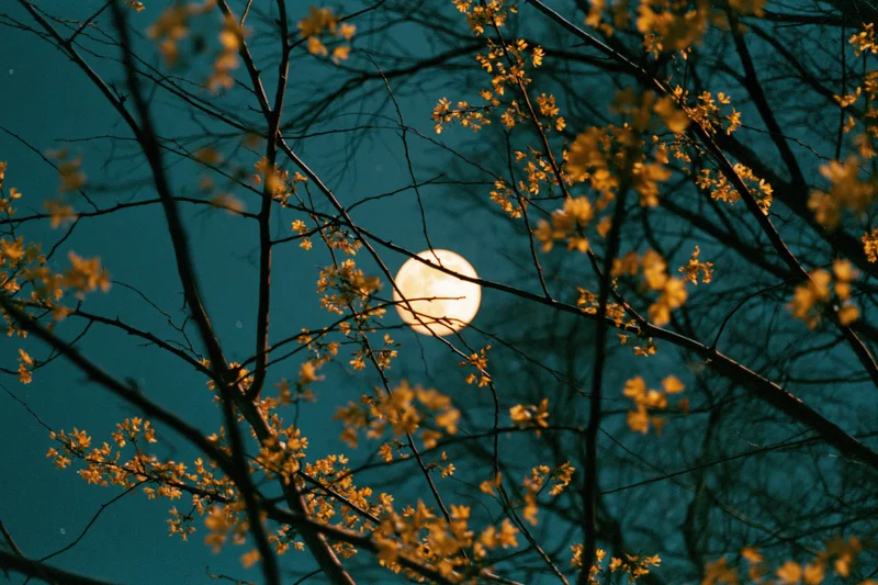 Full moon rising behind flowering tree branches at twilight