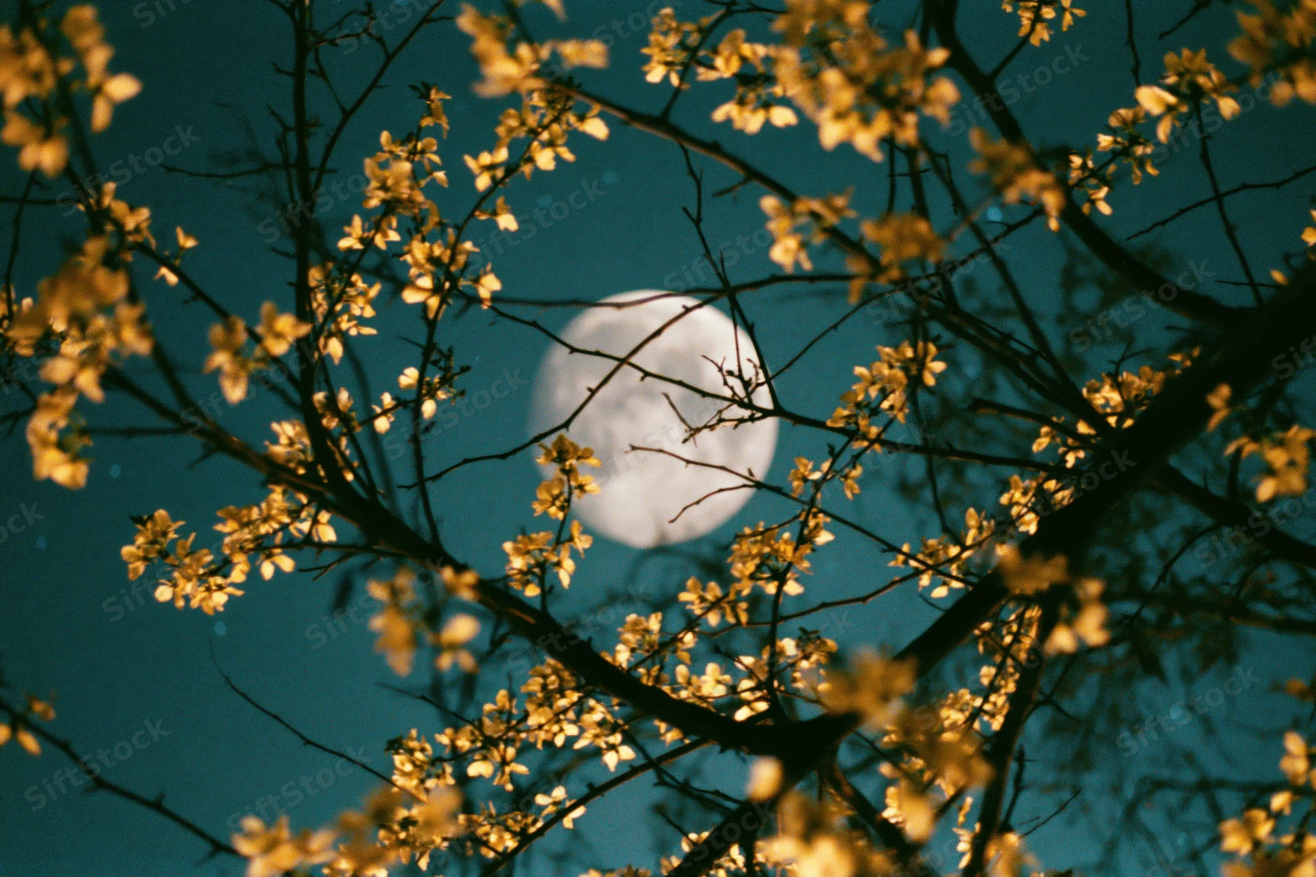 Full moon seen through flowering tree branches at night