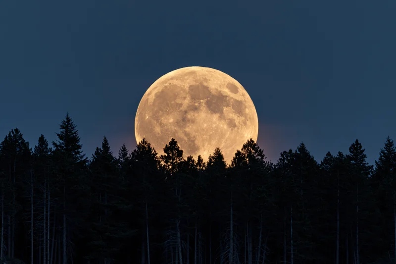 Full moon rising above dark silhouetted forest trees at twilight