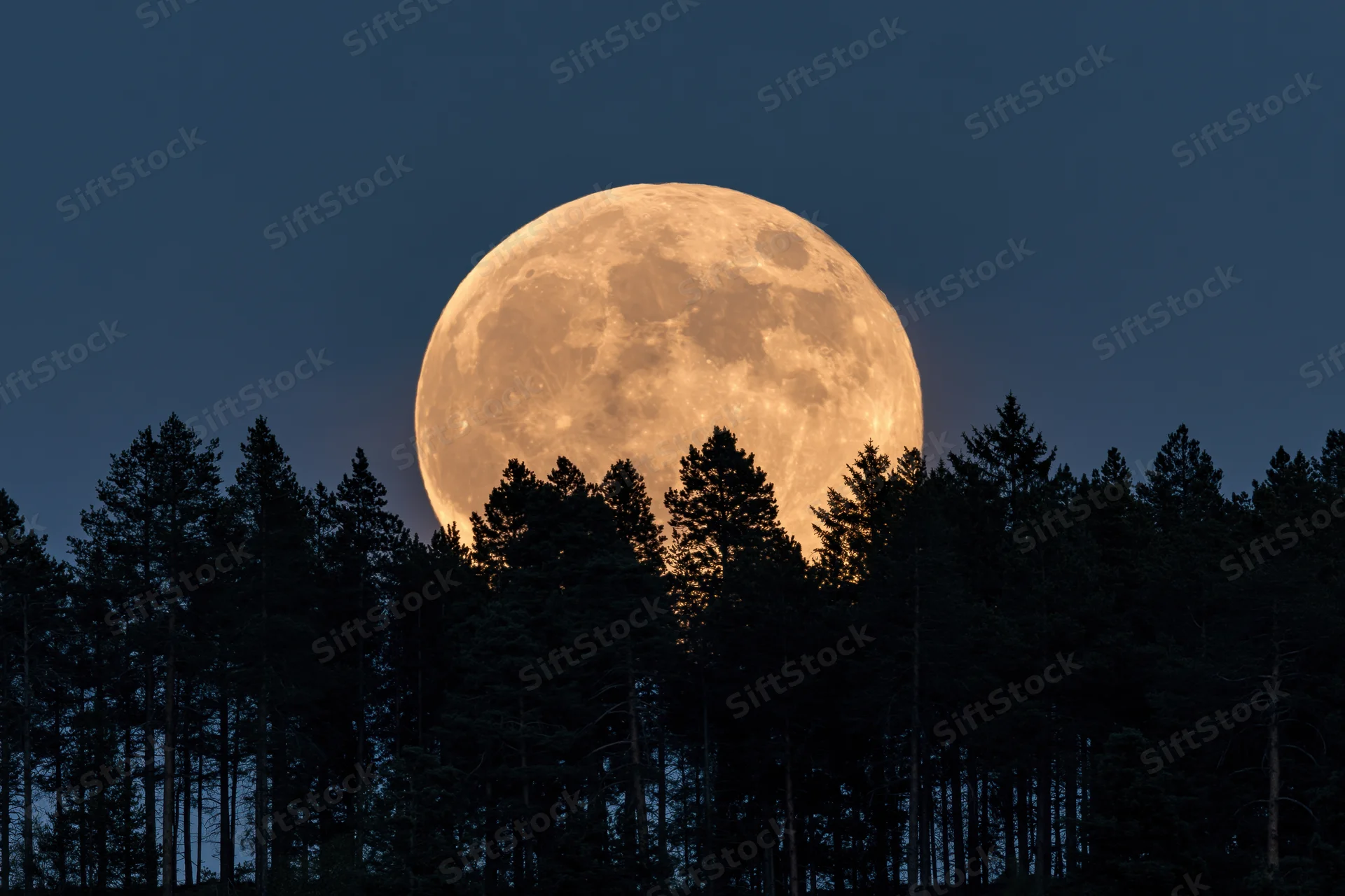 Full moon rising above dark silhouetted forest trees at twilight