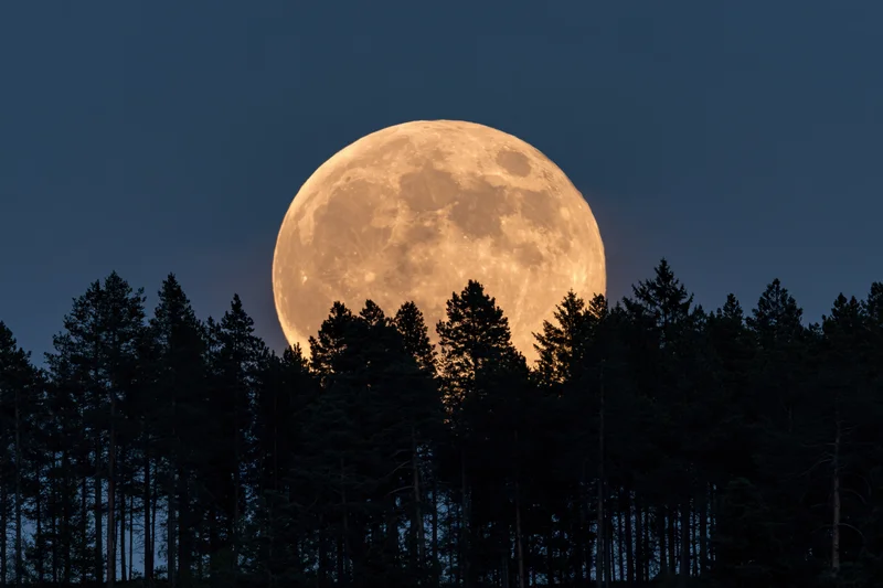 Full moon rising above dark silhouetted forest trees at twilight