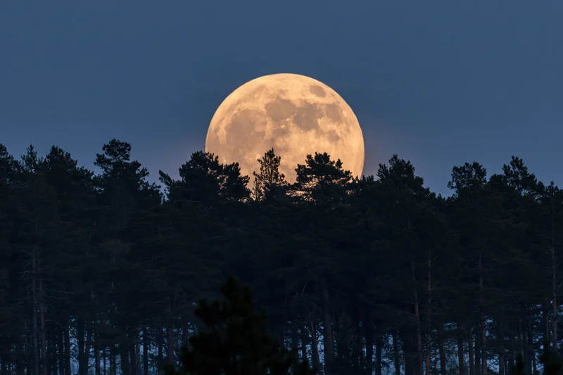 Full moon rising above dark silhouetted treetops at twilight