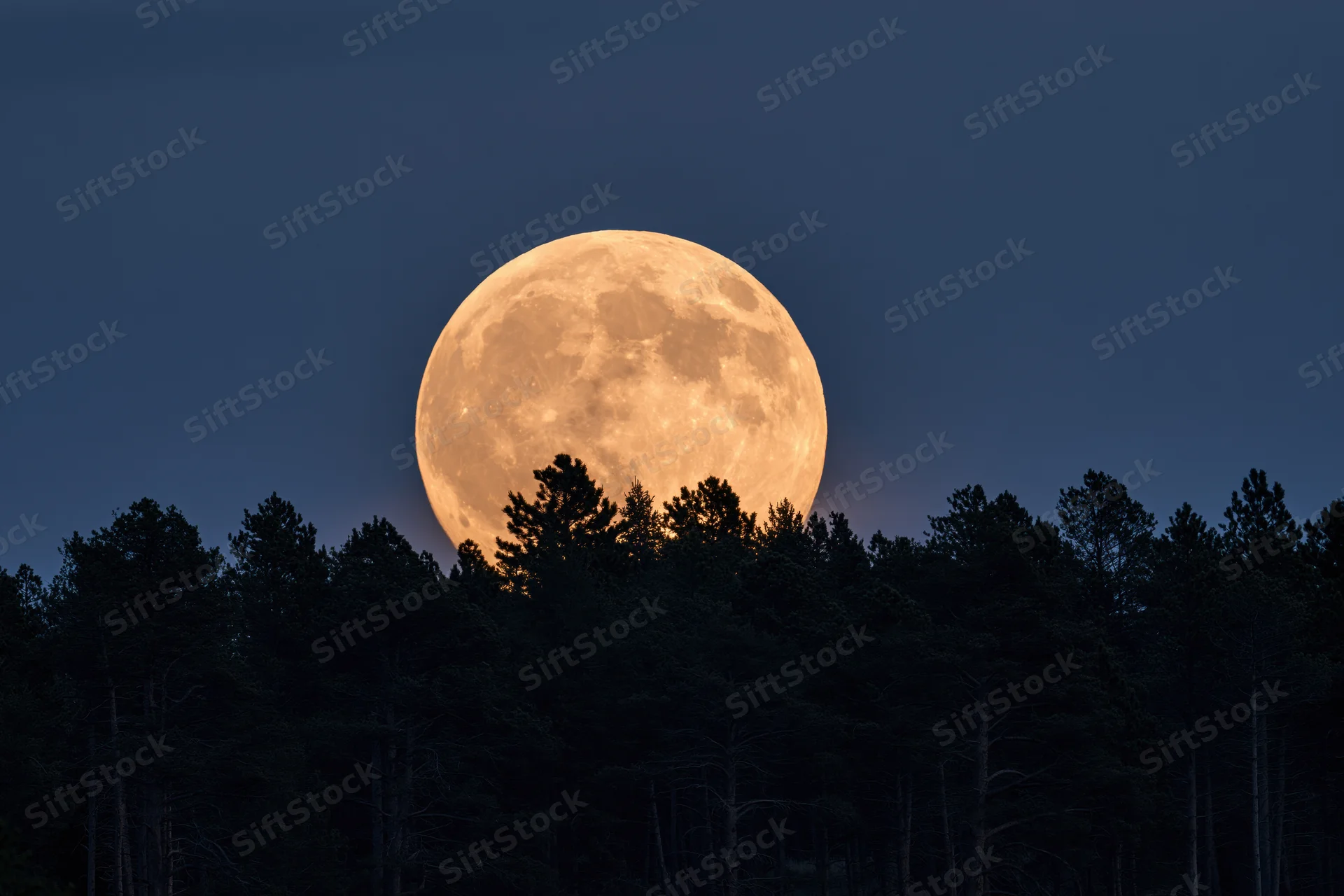Full moon rising above dark silhouetted tree line at twilight