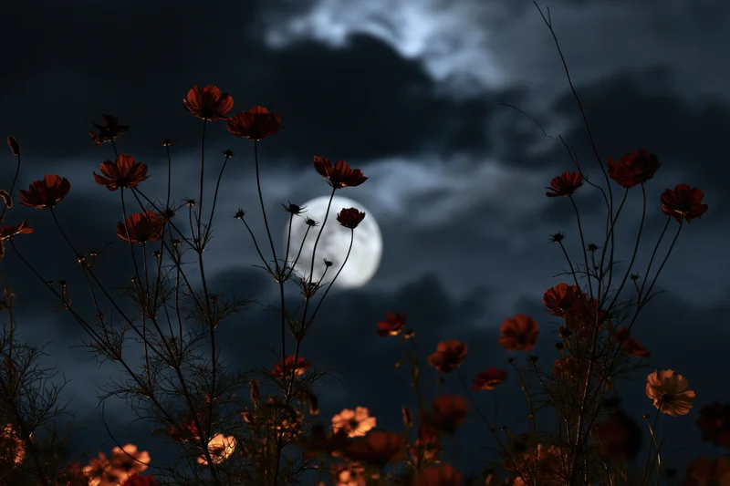 Full moon rising behind silhouetted cosmos flowers in a dark cloudy night sky
