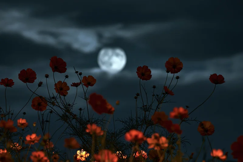Full moon rising over a field of cosmos flowers at night
