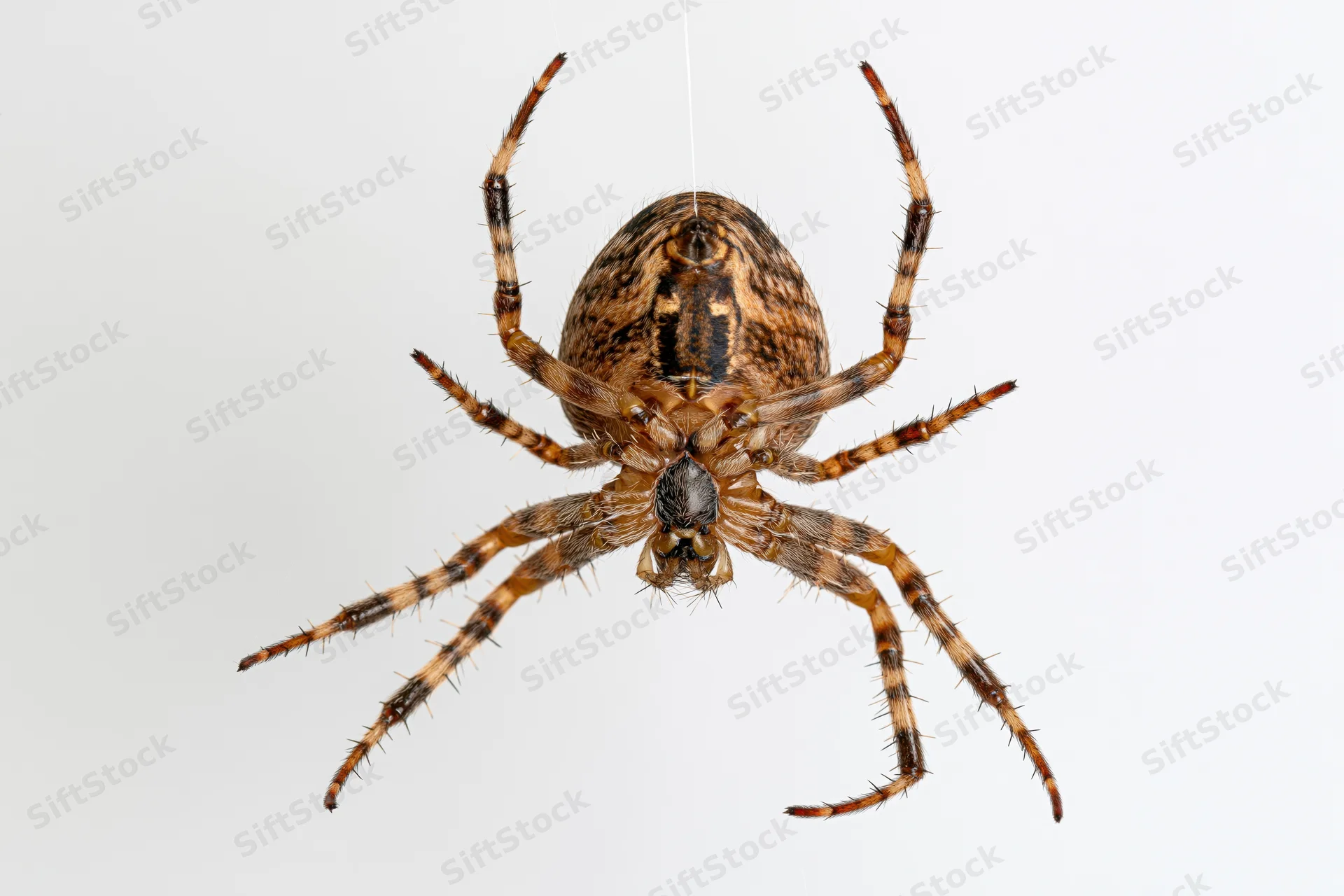 Orbweaver spider hanging from a single silk thread against white background