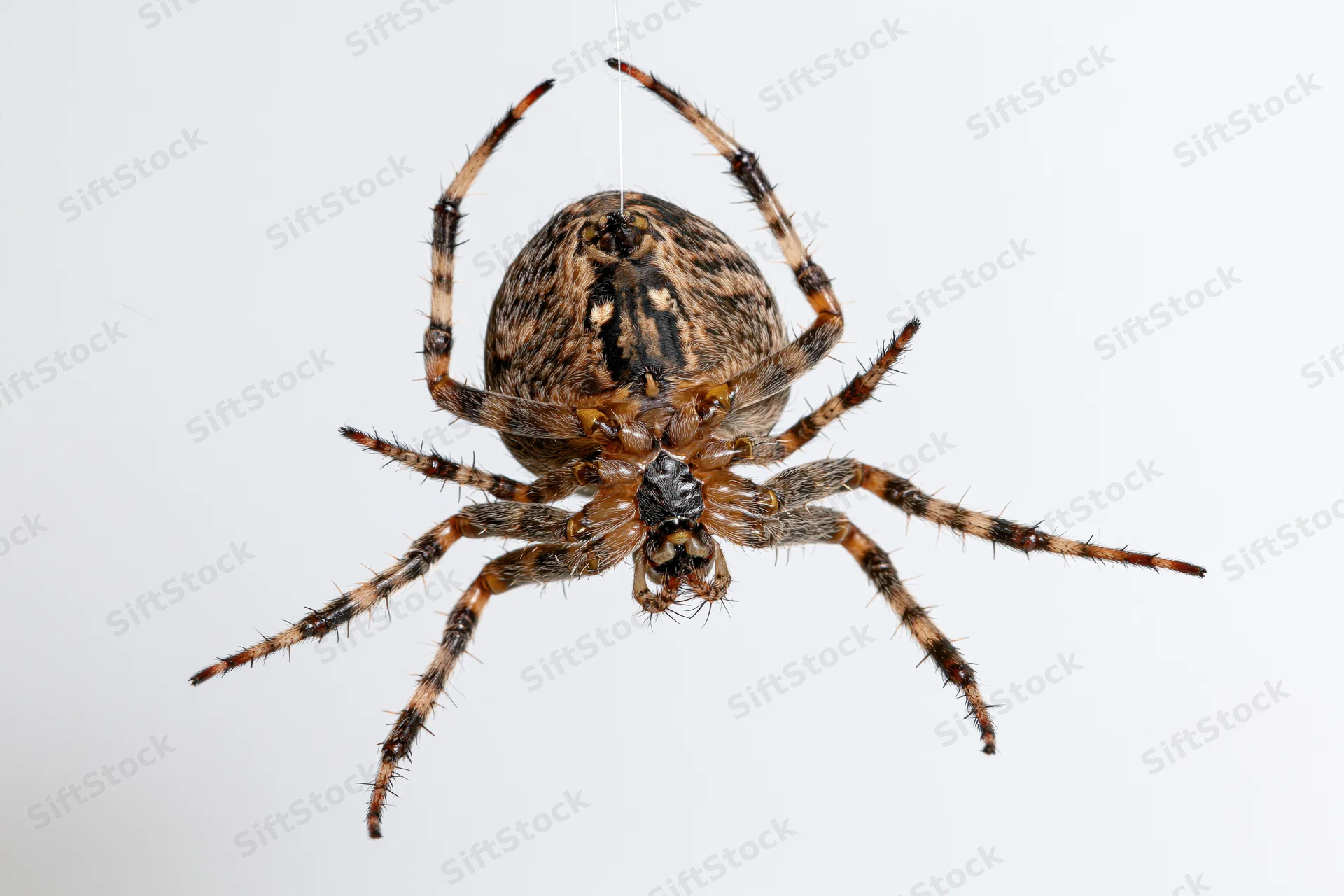 Orbweaver spider hanging from a single silk thread against white background
