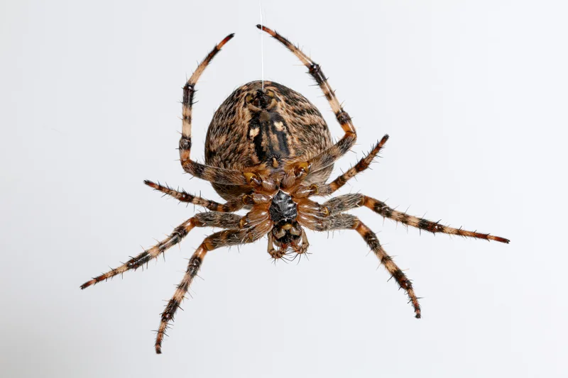 Orbweaver spider hanging from a single silk thread against white background