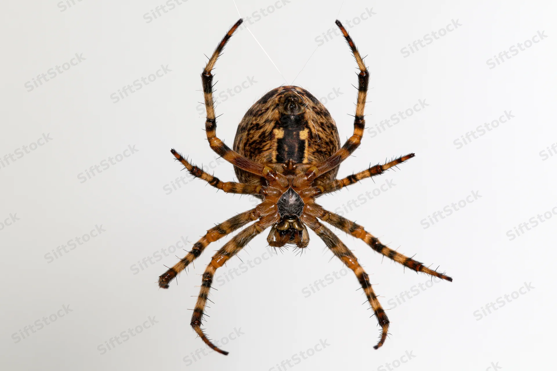 Orbweaver spider hanging from a single silk thread against white background