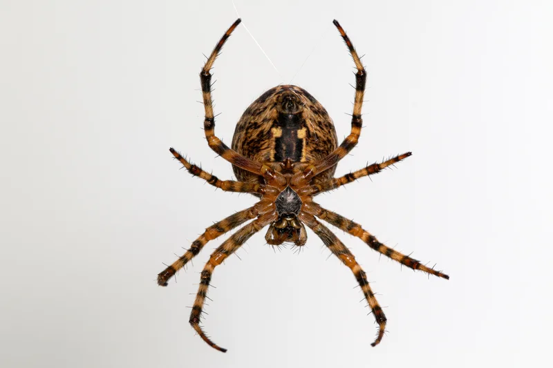Orbweaver spider hanging from a single silk thread against white background